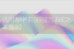 选用哪种桂花嫁接方法成功率最高?