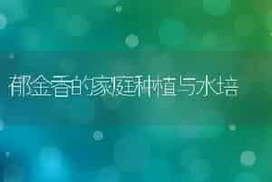 郁金香的家庭种植与水培