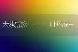 大葱新珍----牡丹葱王