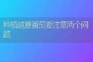 种植越夏番茄要注意两个问题