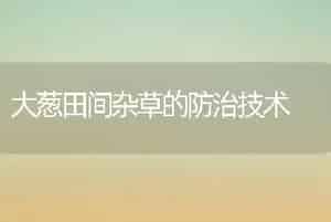 大葱田间杂草的防治技术