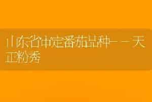 山东省审定番茄品种--天正粉秀