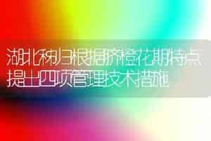 湖北秭归根据脐橙花期特点提出四项管理技术措施