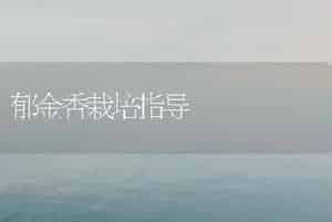 郁金香栽培指导
