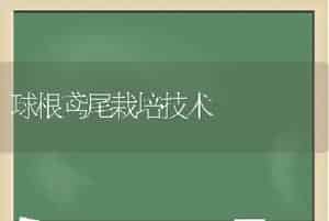 球根鸢尾栽培技术