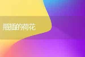 瓶插的荷花