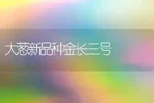 大葱新品种金长三号