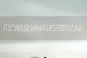 用白蜡盆景嫁接桂花的方法