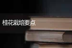 桂花栽培要点