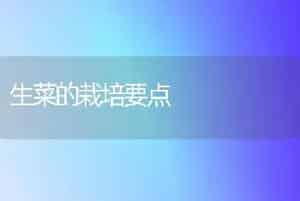 生菜的栽培要点
