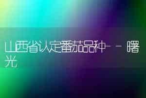 山西省认定番茄品种--曙光