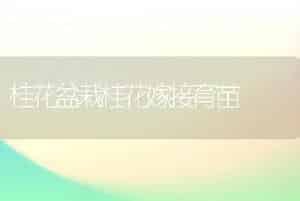 桂花盆栽桂花嫁接育苗