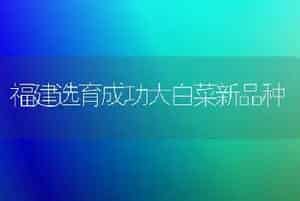 福建选育成功大白菜新品种