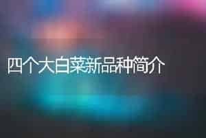 四个大白菜新品种简介