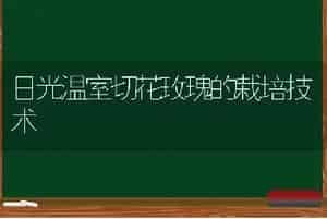 日光温室切花玫瑰的栽培技术