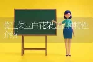 蔓生菜豆白花架豆品种特性介绍