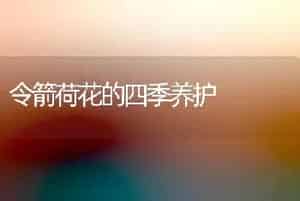 令箭荷花的四季养护