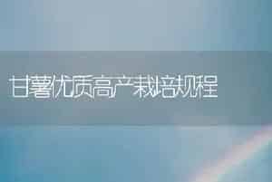 品种介绍--红地球番茄