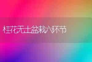 桂花无土盆栽六环节