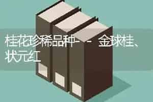 桂花珍稀品种--金球桂、状元红