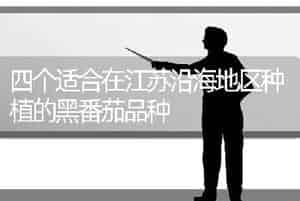 四个适合在江苏沿海地区种植的黑番茄品种