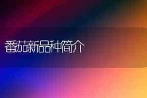 番茄新品种简介