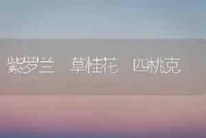 紫罗兰 草桂花 四桃克
