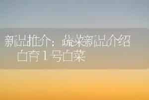 新品推介：蔬菜新品介绍――白育１号白菜
