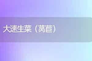 大速生菜（莴苣）