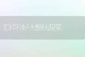 脐橙疏春梢保果增产