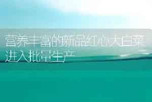 营养丰富的新品红心大白菜进入批量生产