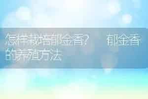 怎样栽培郁金香? 郁金香的养殖方法