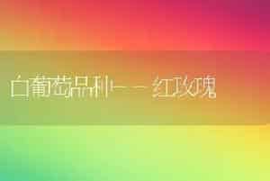 白葡萄品种--红玫瑰