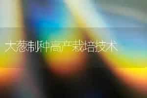 大葱制种高产栽培技术