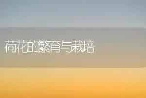 荷花的繁育与栽培