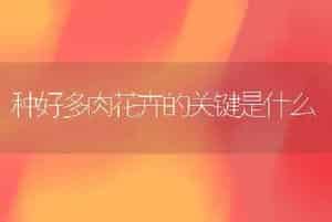 种好多肉花卉的关键是什么