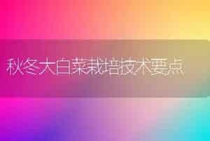秋冬大白菜栽培技术要点