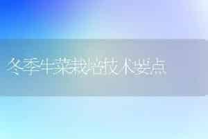 冬季生菜栽培技术要点