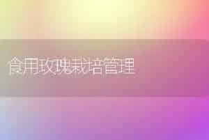 食用玫瑰栽培管理