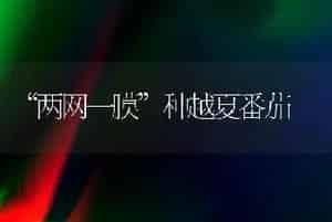 “两网一膜”种越夏番茄