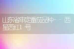 山东省审定番茄品种--西星西红1号