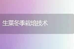 生菜冬季栽培技术