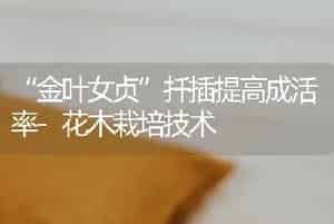 “金叶女贞”扦插提高成活率-花木栽培技术