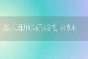 黑木耳地沟吊袋栽培技术