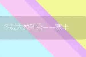 冬栽大葱新秀－－寒丰