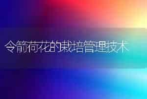 令箭荷花的栽培管理技术