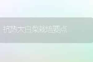抗热大白菜栽培要点