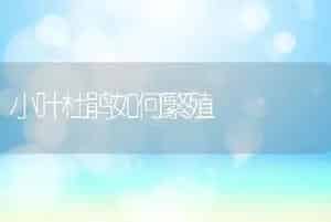 盆栽桂花