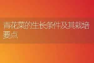 青花菜的生长条件及其栽培要点