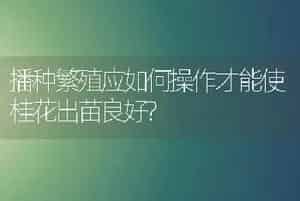 播种繁殖应如何操作才能使桂花出苗良好?
